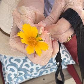 Photo of the plant species Lanceleaf Tickseed by @NurseChisme74 named McKinley on Greg, the plant care app