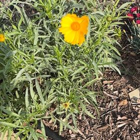 Photo of the plant species Sulphur Cosmos by @NurseChisme74 named Nithin on Greg, the plant care app