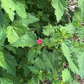 Photo of the plant species Spotted Deadnettle by @NurseChisme74 named James Dean on Greg, the plant care app