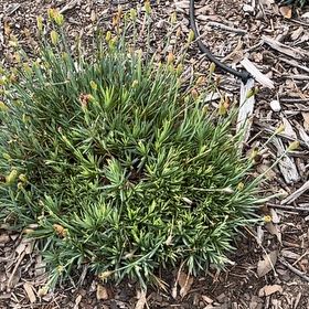 Photo of the plant species Orange Bulbine by @NurseChisme74 named ChloroPhil on Greg, the plant care app