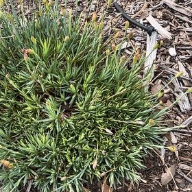 Photo of the plant species Siberian Sea Thrift by @NurseChisme74 named Messi on Greg, the plant care app