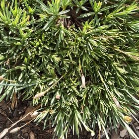 Photo of the plant species Big Blue Lilyturf by @NurseChisme74 named Girlfrond on Greg, the plant care app