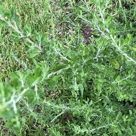 Photo of the plant species Cenicilla by @NurseChisme74 named Wall-E on Greg, the plant care app