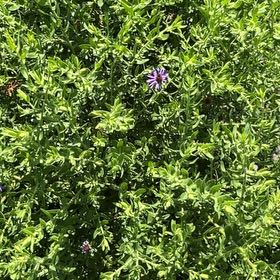 Photo of the plant species New England Aster by @NurseChisme74 named Kardashian on Greg, the plant care app