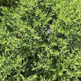 Photo of the plant species Chaste Tree by @NurseChisme74 named Michelle Branch on Greg, the plant care app