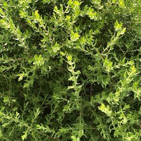 Photo of the plant species Dwarf Chapparal-Broom by @NurseChisme74 named Kylie on Greg, the plant care app