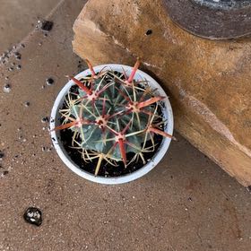 Photo of the plant species Devil's Pincushion by @PoetSeaoats57 named Navajo on Greg, the plant care app