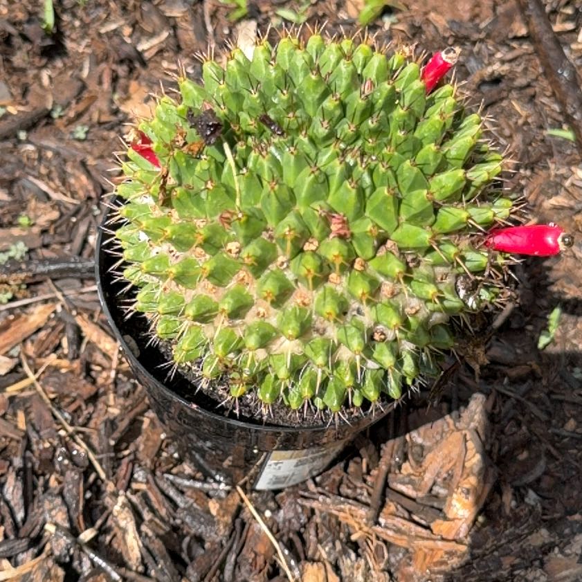 Photo of the plant species Mammillaria carnea by @PoetSeaoats57 named Osmo on Greg, the plant care app