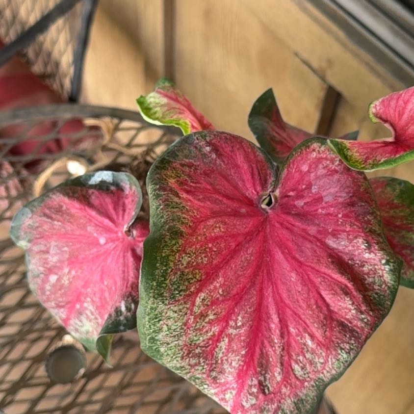 Photo of the plant species Caladium 'Heart to Heart® Tickle Me Pink' by @BigKonjac79 named Hamilton on Greg, the plant care app
