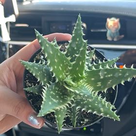 Photo of the plant species Aloe 'Minnie Belle' by @FabPandaplant58 named spike on Greg, the plant care app