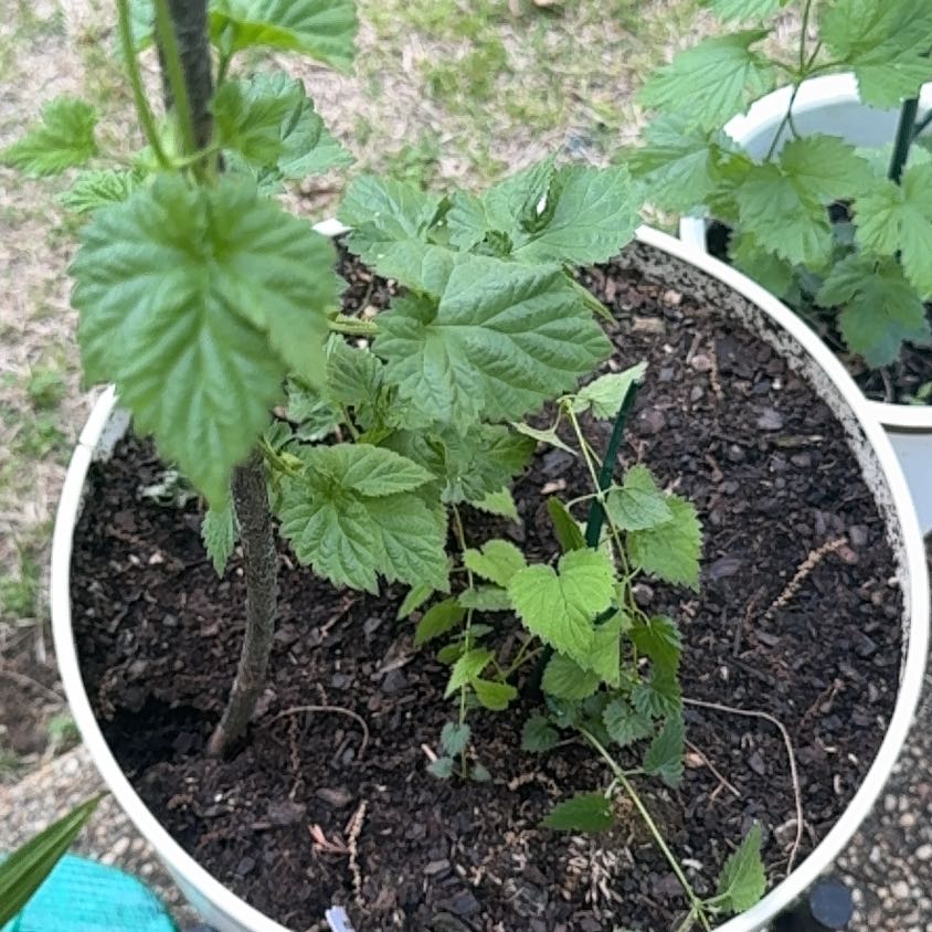 Photo of the plant species Hop by @SugarWeed90 named Remington on Greg, the plant care app