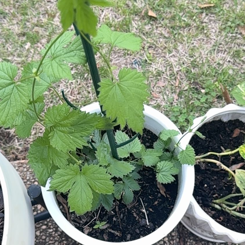 Photo of the plant species Hop by @SugarWeed90 named Lavender on Greg, the plant care app