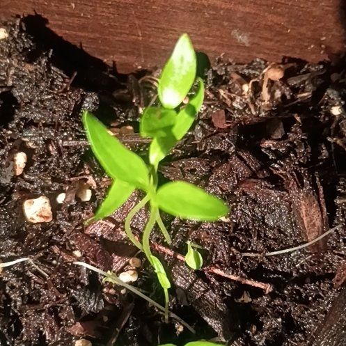 Photo of the plant species Smilax Asparagus by @WizardMakole55 named Tree Diddy on Greg, the plant care app