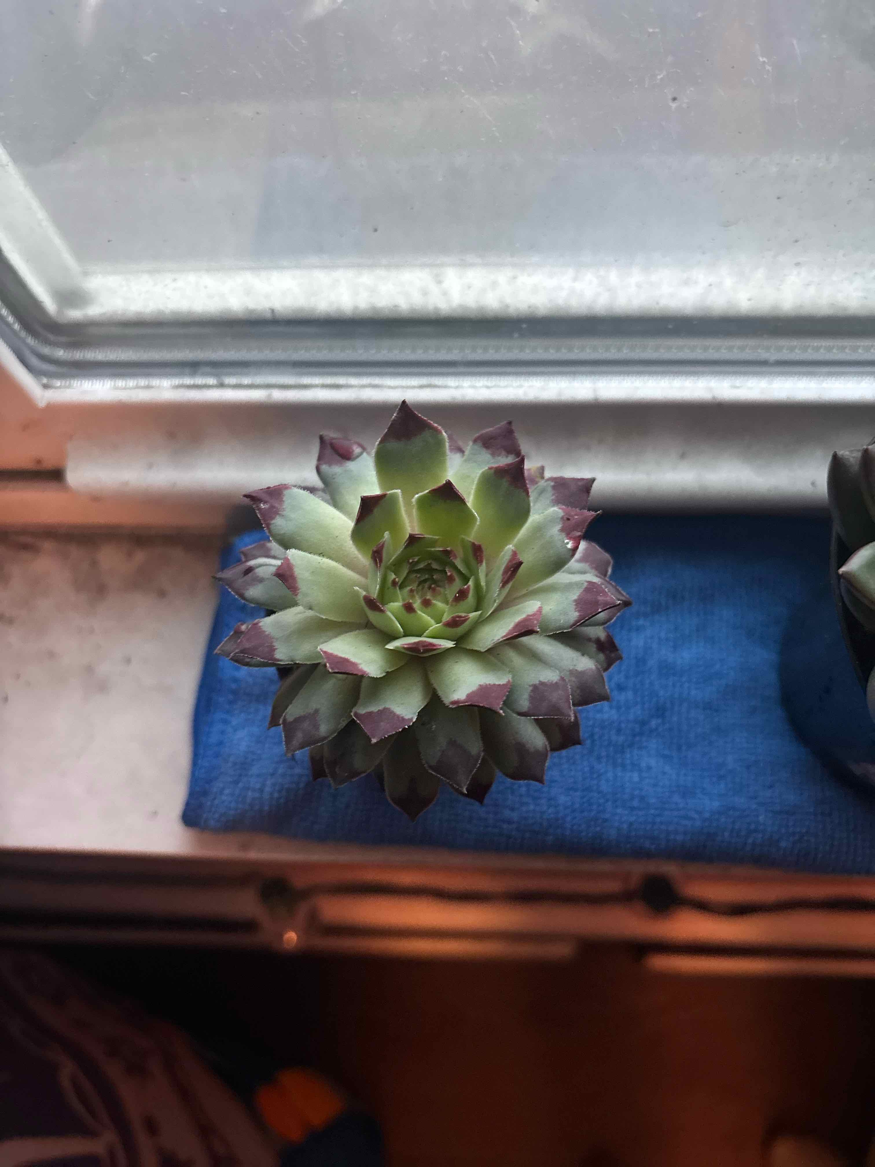 Photo of the plant species Sempervivum calcareum by @LordChisme22 named 2 on Greg, the plant care app