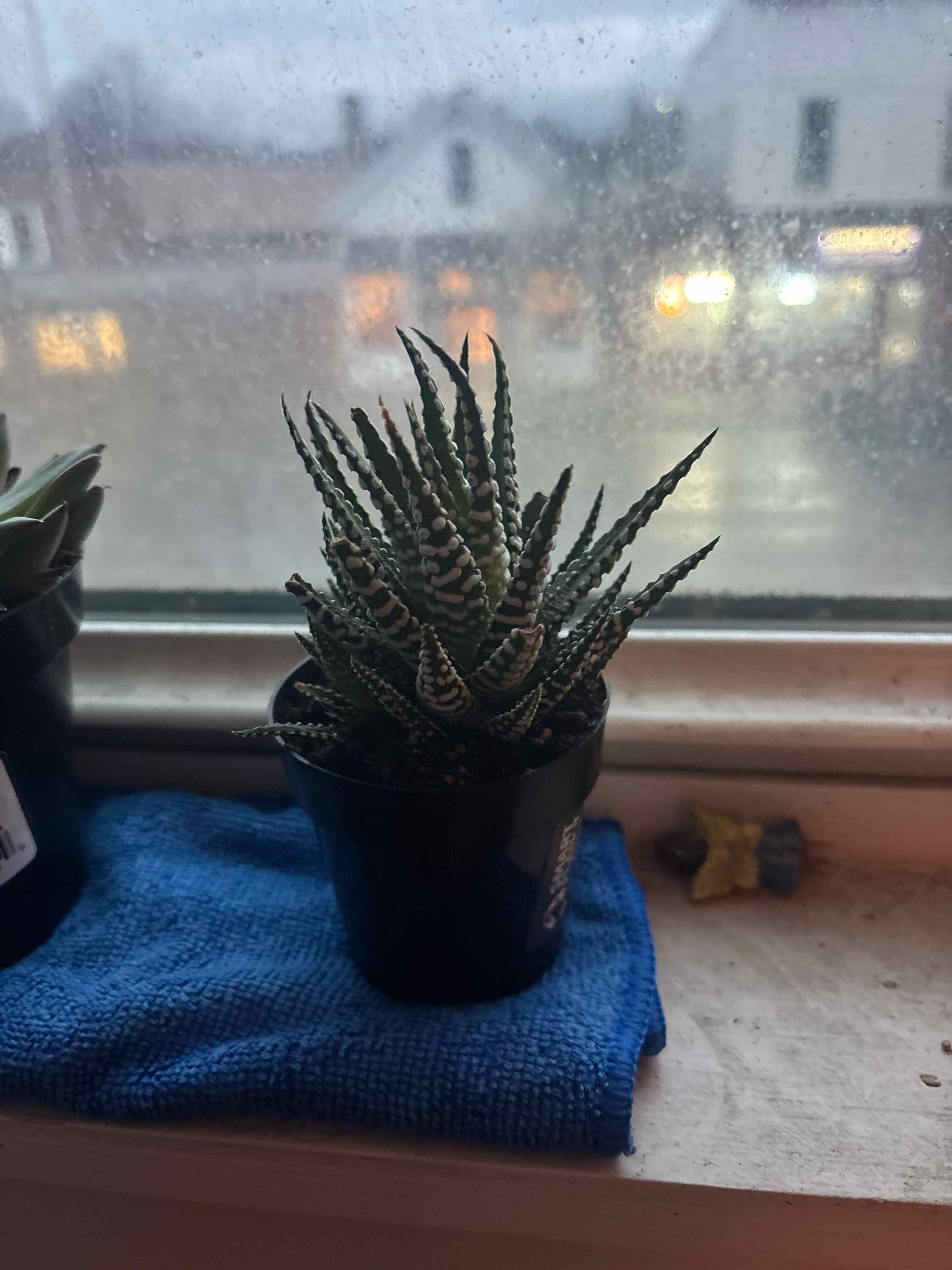 Photo of the plant species Haworthia fasciata 'Barcelona' by @LordChisme22 named 3 on Greg, the plant care app