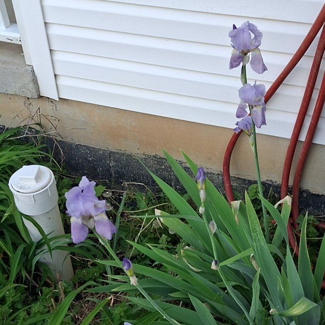 Photo of the plant species Dalmatian Iris by @StarryCentella0 named Emerson on Greg, the plant care app