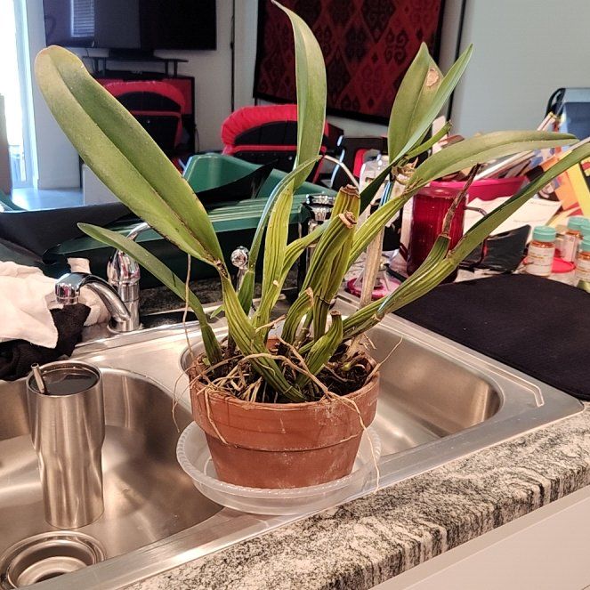 Photo of the plant species Cattleya Orchid by @dynamomelano named Cattleya on Greg, the plant care app