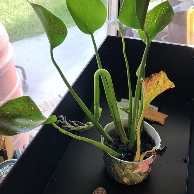 Photo of the plant species Common Water-Hyacinth by @dynamomelano named Jacinta on Greg, the plant care app