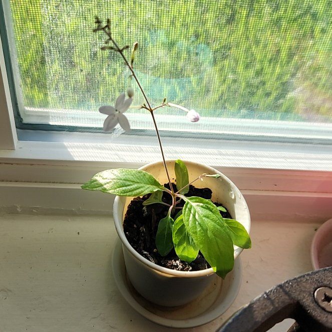 Photo of the plant species Night and Afternoon by @dynamomelano named Amol on Greg, the plant care app