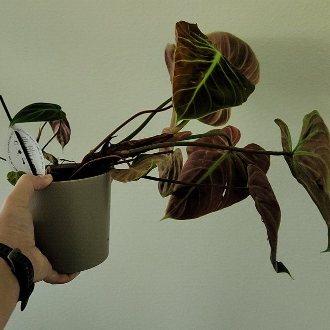 Photo of the plant species Philodendron El Choco Red by @dynamomelano named Fernie Mac on Greg, the plant care app