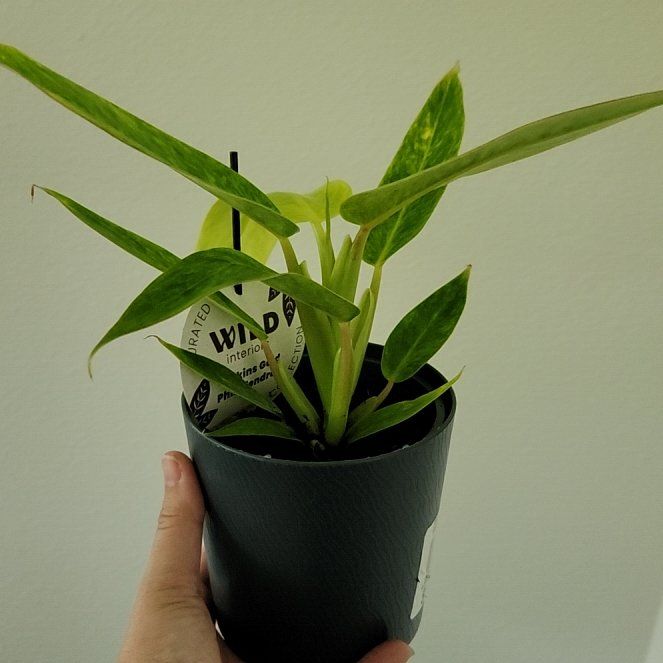 Photo of the plant species Philodendron Calkins Gold by @dynamomelano named Planty on Greg, the plant care app