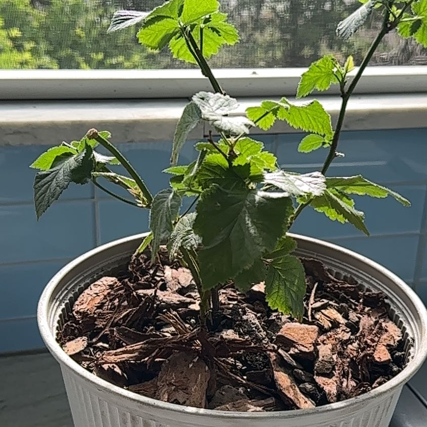 Photo of the plant species Blackberry by @BuffCarrot95 named Diana on Greg, the plant care app