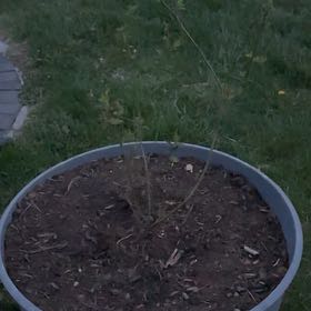 Photo of the plant species Blueberry by @TotalRamshorn10 named Gomez on Greg, the plant care app
