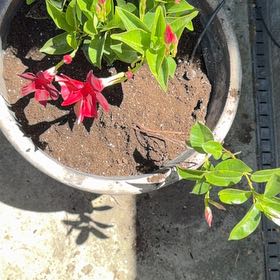 Photo of the plant species Red Mandevilla by Maria named Red Mandevilla on Greg, the plant care app