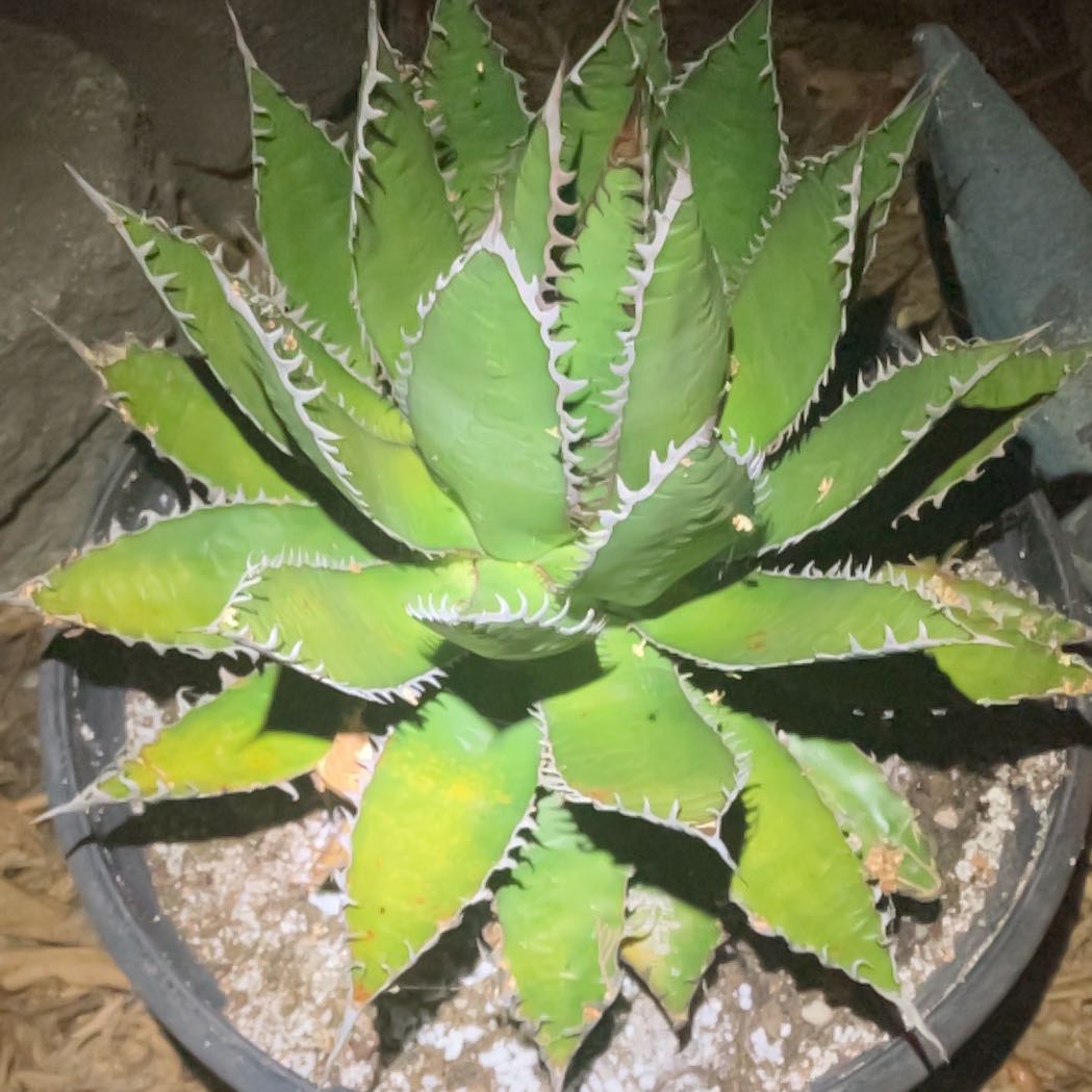 Photo of the plant species Parry's Agave by @DotingSucc36 named Beckham on Greg, the plant care app