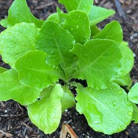 Photo of the plant species Buttercrunch Lettuce by @KaterisGarden named Cap’n Crunch on Greg, the plant care app