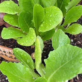 Photo of the plant species Romaine Lettuce 'Rosaine' by @KaterisGarden named Roman on Greg, the plant care app