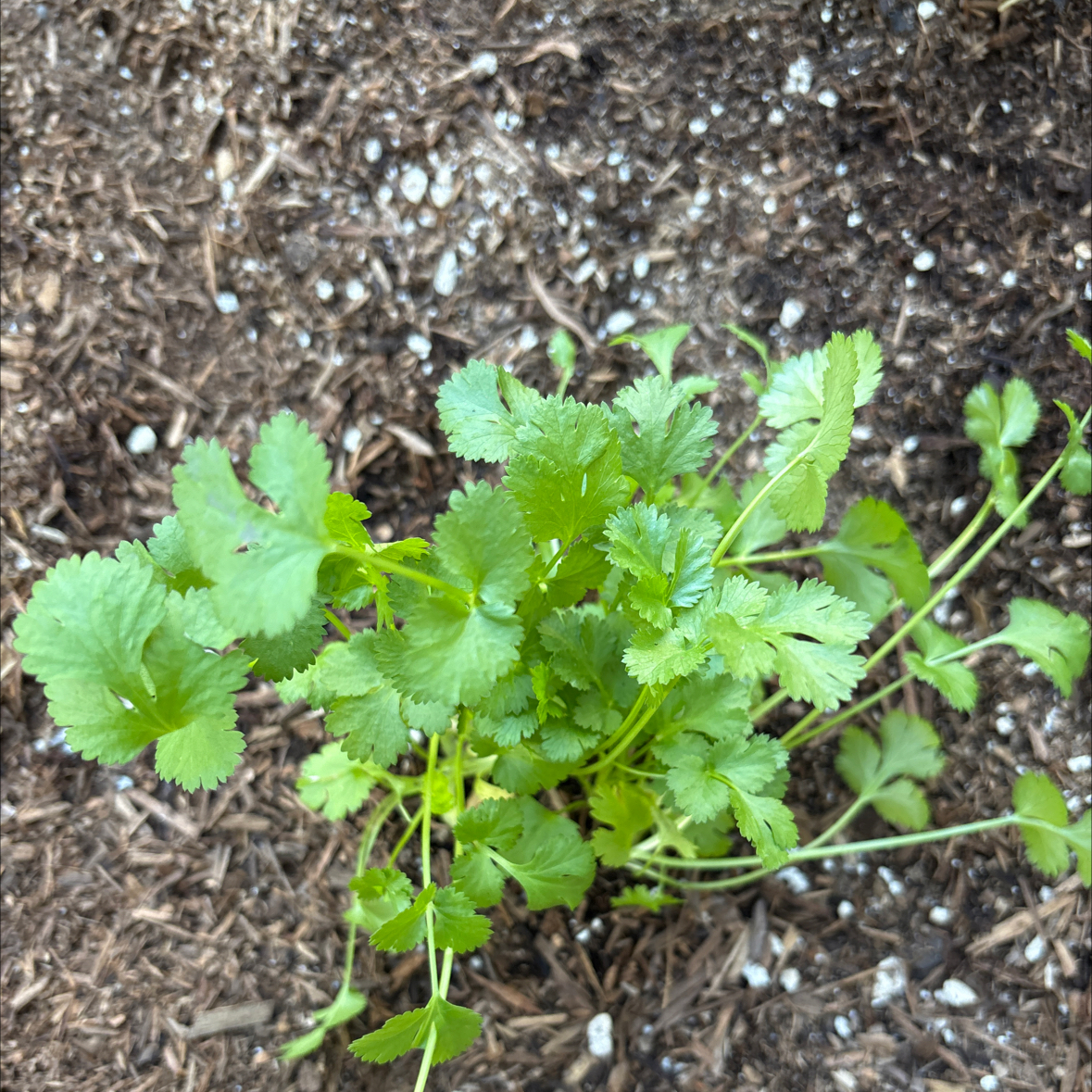 Photo of the plant species Cilantro 'Santo' by @KaterisGarden named Cassy on Greg, the plant care app
