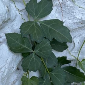 Photo of the plant species Possum-Grape by @SirAloeguido91 named Sahara on Greg, the plant care app