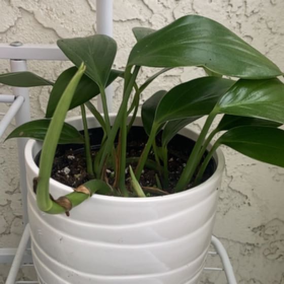 Photo of the plant species Urceolina amazonica by @Steffarosa named Bella on Greg, the plant care app