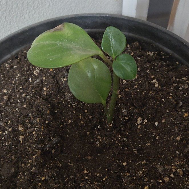 Photo of the plant species Pepperomia by @MaternalAtom16 named Surya on Greg, the plant care app