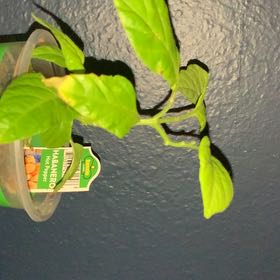 Photo of the plant species Habanero Pepper by @CrispBroccoli2 named Habanero on Greg, the plant care app