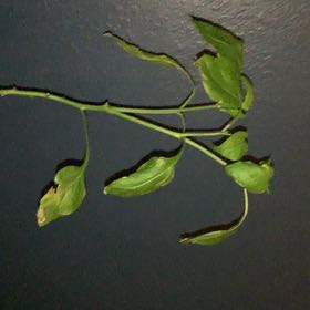 Photo of the plant species Giant Jalapeno Pepper by @CrispBroccoli2 named Big jalapeño on Greg, the plant care app