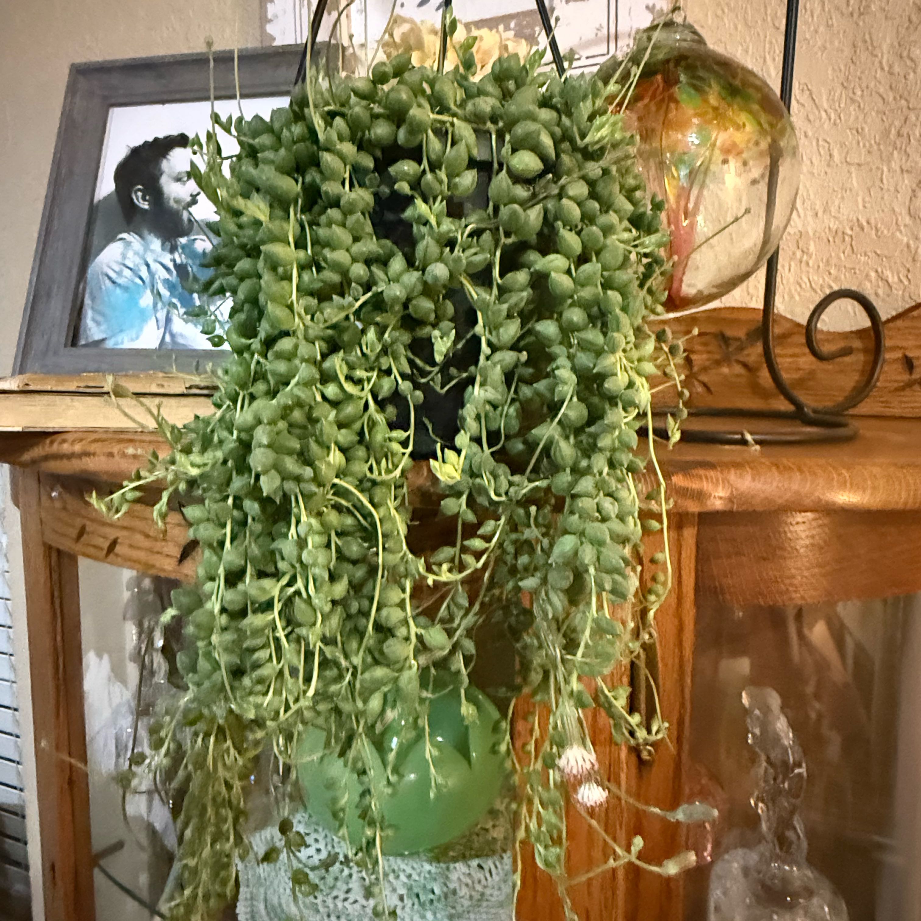 Photo of the plant species String of Tears by @UniqueChia2 named Leaf Erickson on Greg, the plant care app