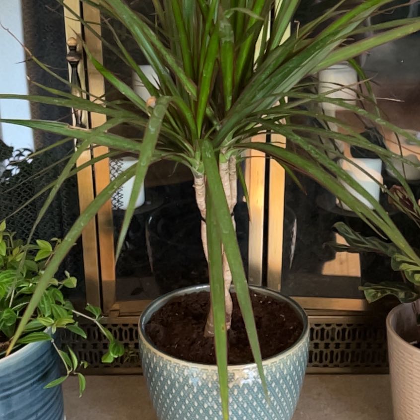 Photo of the plant species marginata cane by @FIERCEENCHILADA named Achilles on Greg, the plant care app