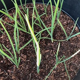 Photo of the plant species Garlic by @HumanePotato33 named Scarlett on Greg, the plant care app