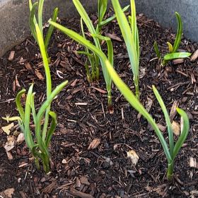 Photo of the plant species Garlic by @HumanePotato33 named Zion on Greg, the plant care app