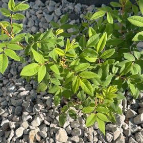 Photo of the plant species Prairie Rose by @TrueMelon53 named Coco on Greg, the plant care app