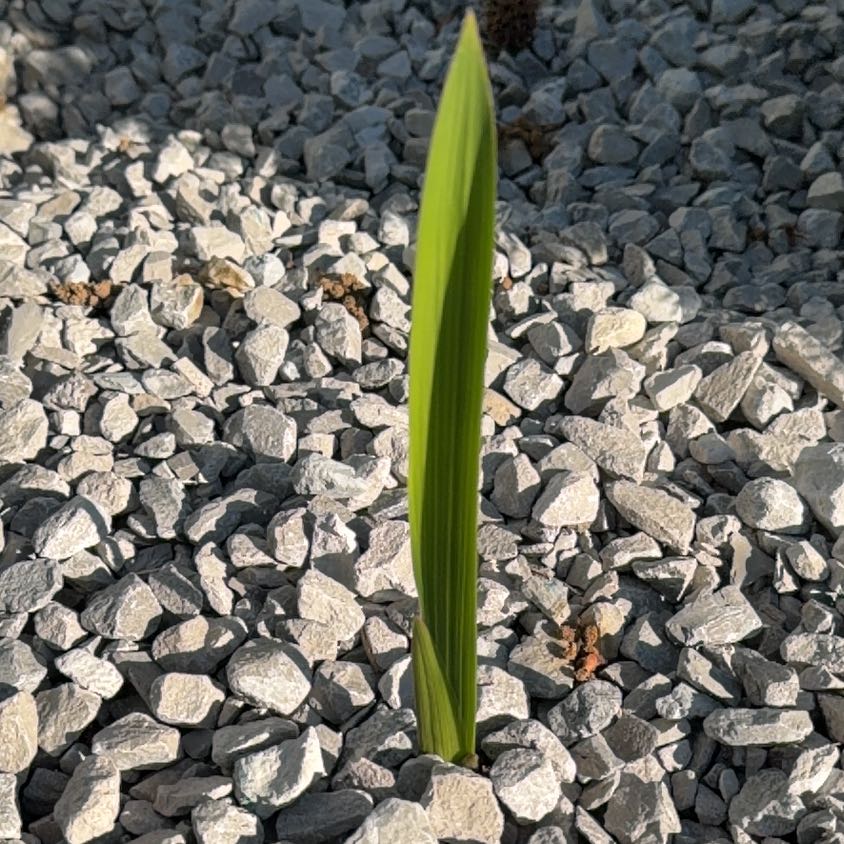Photo of the plant species Canary Island Date Palm by @TrueMelon53 named Planty on Greg, the plant care app