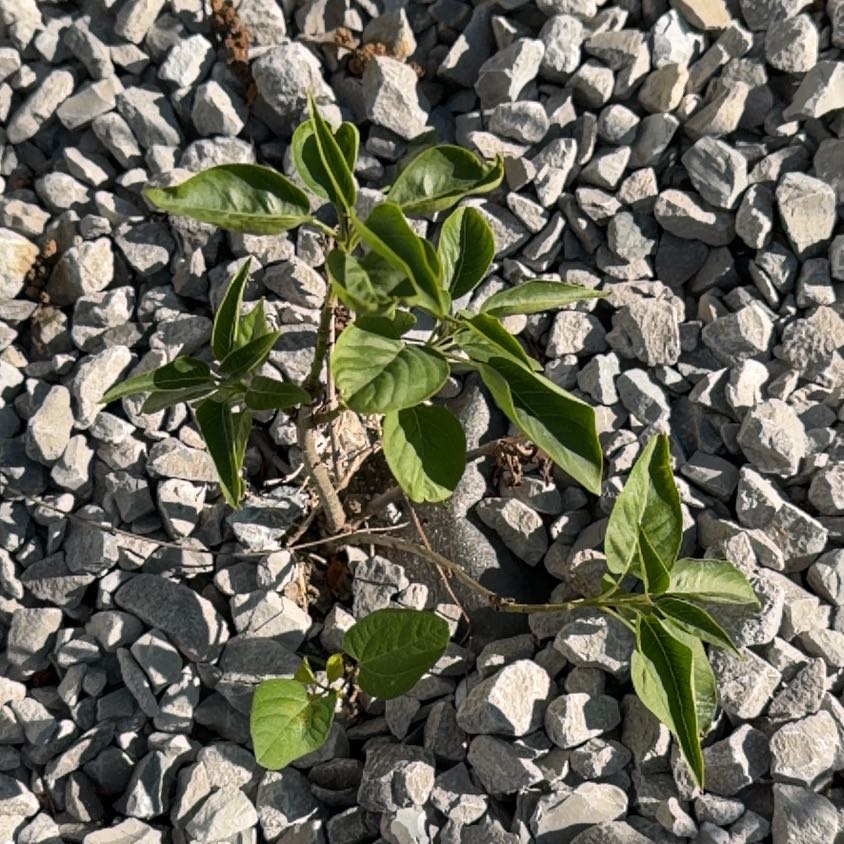 Photo of the plant species Swamp Tupelo by @TrueMelon53 named Leonardo on Greg, the plant care app