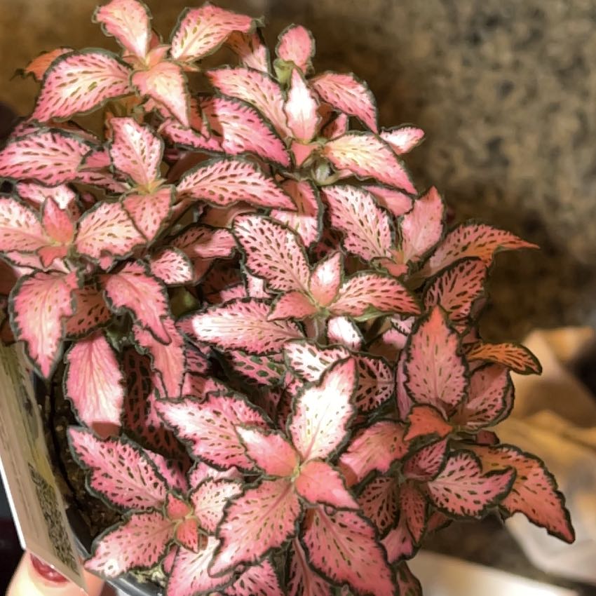 Photo of the plant species Dont Know by @ZappyFuscia72 named Fernie Mac on Greg, the plant care app