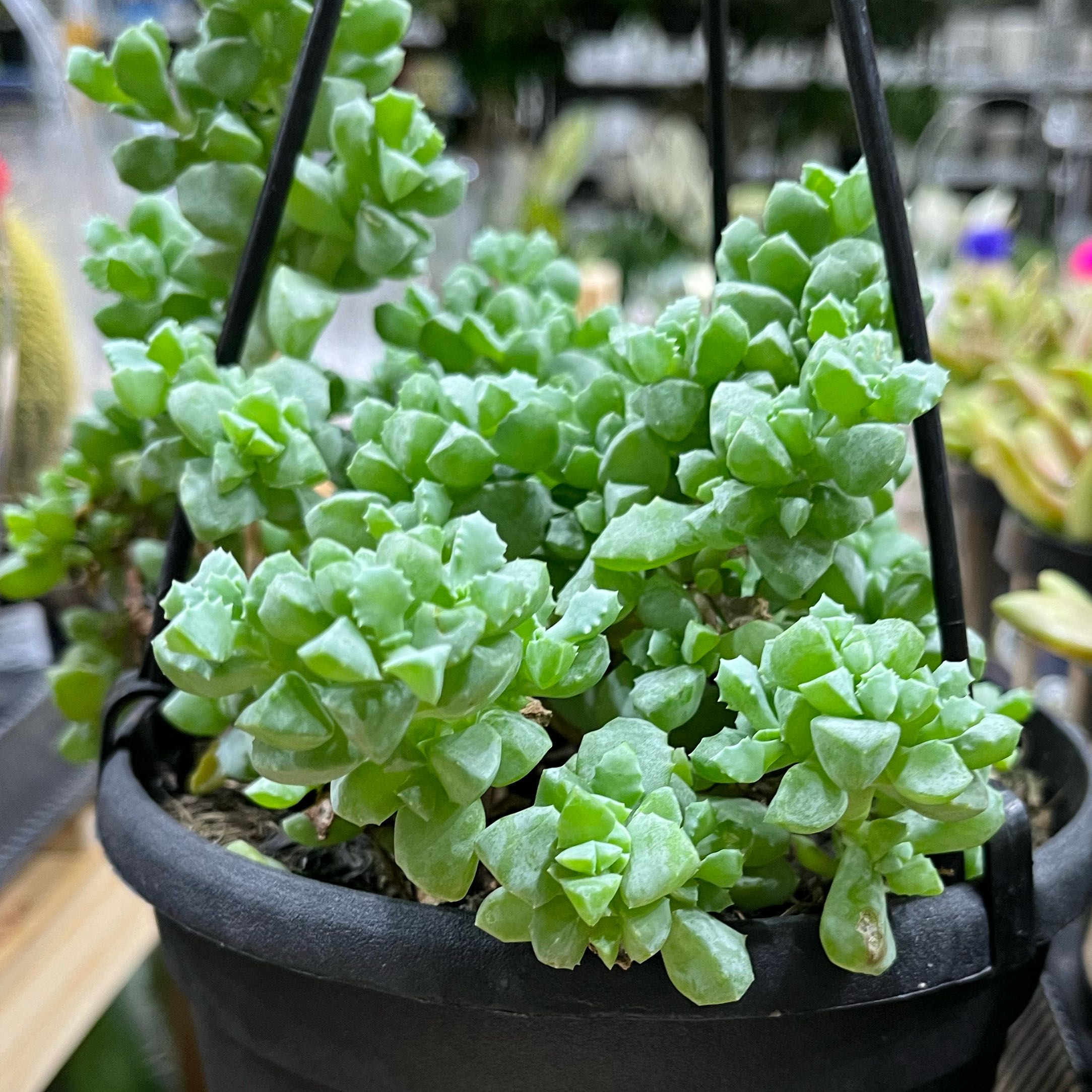 Photo of the plant species Lampranthus Deltoides by @SultryHenbane44 named Remington on Greg, the plant care app