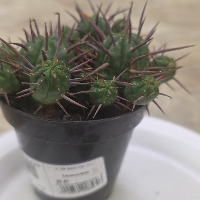 Photo of the plant species Euphorbia ferox by @AnewCatthyme99 named Mochi on Greg, the plant care app