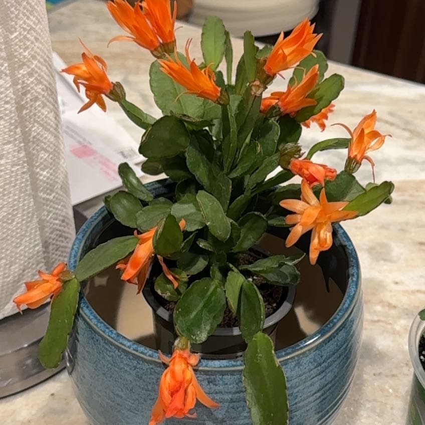 Photo of the plant species Rhipsalidopsis gaertneri 'Orange' by @WinTarbush89 named Spike Leaves on Greg, the plant care app