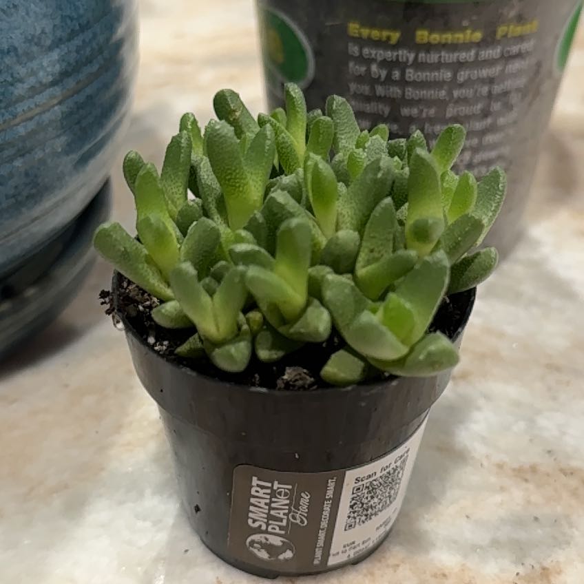 Photo of the plant species Stomatium acutifolium by @WinTarbush89 named Nemo on Greg, the plant care app