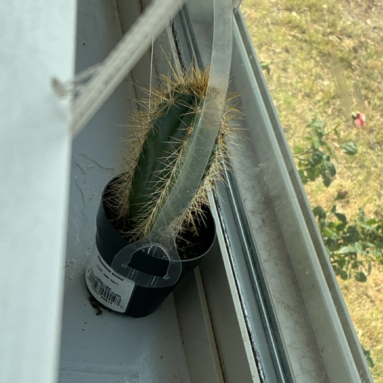 Photo of the plant species Pilosocereus Azureus by @SavoryFanmoss26 named choki on Greg, the plant care app